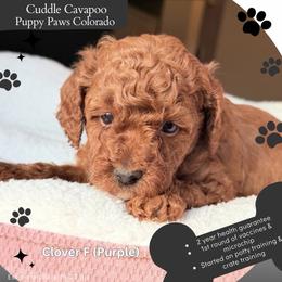 Purple Collar - Red female Cavapoo puppy in Fort Lupton, Colorado from Puppy Paws Colorado