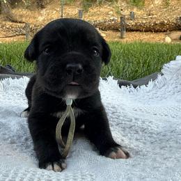 Shadow - Black brindle female Cane Corso puppy in Utah from 3Lake Kennelz
