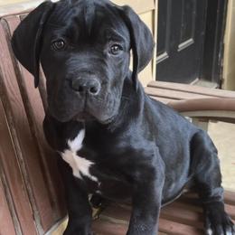 Girl 2 - Black female Cane Corso puppy in Douglasville, Georgia from Palazzo Cane Corso