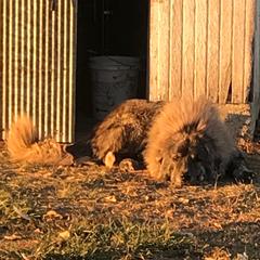 Chester - Colorado Mountain Dog