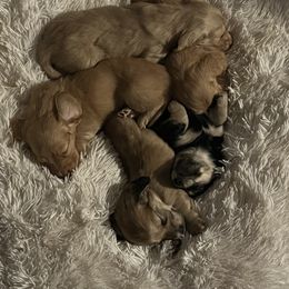 Dachshund Puppies from Victoria’s Dachshunds