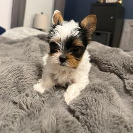 Crouton - Parti female Yorkshire Terrier puppy in Mc Kinney, Texas from Dallas Parti Yorkies