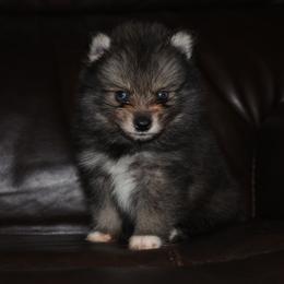 Biscuit - Wolf sable male Pomsky puppy in Coos Bay, Oregon from Ocean View Pomskies