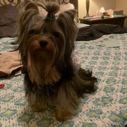 Yorkshire Terrier Puppies from Yorkielicious Yorkies