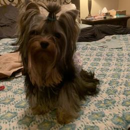 Yorkshire Terrier Puppies from Yorkielicious Yorkies