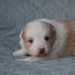 Gold female 1 - Gold female Border Collie puppy in Tylertown, Mississippi from Cool Meadow Farms