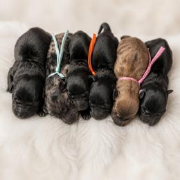 Piper - Black female Dachshund puppy in Lubbock, Texas from Wagging Tails