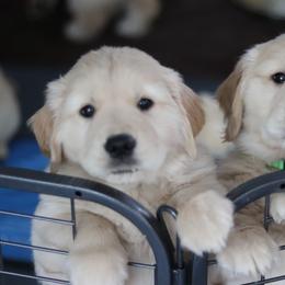Golden Retriever Puppies from Golden Hour Golden Retrievers