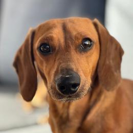 Link - Dachshund