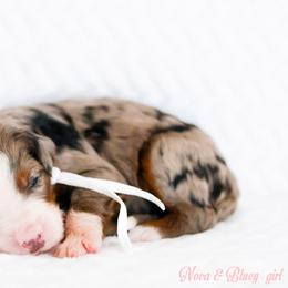 Gucci - Blue merle female Bernedoodle puppy in Diamond Bar, California from Furrytaildoodles