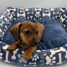 Yellow Collar - Sable female Dachshund puppy in Odessa, Texas from K9 Royal Club