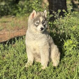 Pomsky and Siberian Husky Puppies from A-Dream Pomsky Kennel