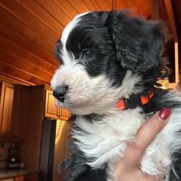Oakley - Black and white male Aussiedoodle puppy in York, Pennsylvania from Loving Puppy Paws Kennel