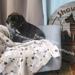 Purple Collar - Brindle female Great Dane puppy in Alton, Illinois from Show Me Great Danes and Basset Hounds