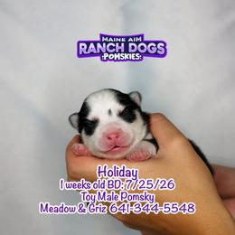 Holiday - Black and white male Pomsky puppy in Humeston, Iowa from M.A.R. Dogs