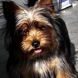 Missi - Blue and gold female Yorkshire Terrier puppy in Cape Coral, Florida from Katherine’s Yorkies and Poodles