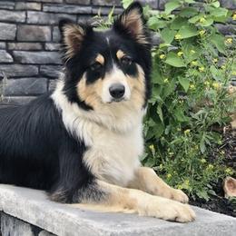 Australian Shepherds and Rat Terriers from Annette's Puppies