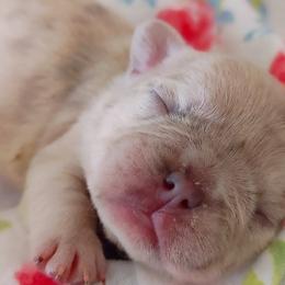 French Bulldogs from Poppyseed Frenchies