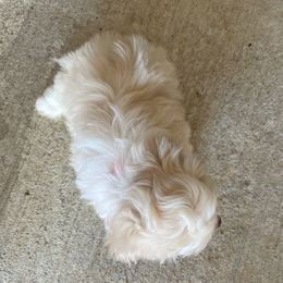 Havanese Puppies from Havanese Puppies of the Northshore