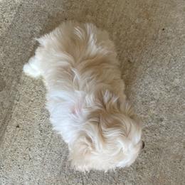 Havanese Puppies from Havanese Puppies of the Northshore