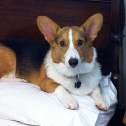 Pembroke Welsh Corgi All Grown Up from Arkansas Corgis