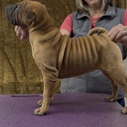 Yellow - Red female Chinese Shar-Pei puppy in Oakwood, Ohio from CarPeiDiem Chinese Shar-Pei
