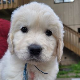 Golden Retrievers from Magnolia Country Hearts