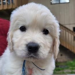 Golden Retrievers from Magnolia Country Hearts