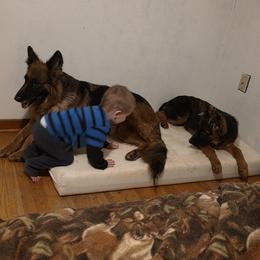German Shepherd Puppies from Seaside Shepherds