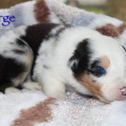 Surge - Blue merle male Australian Shepherd puppy in Coldwater, Michigan from Northern Star Australian Shepherds
