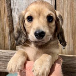 English Cream2 - Cream male Dachshund puppy in Nampa, Idaho from Long_and_Low_Dachshunds