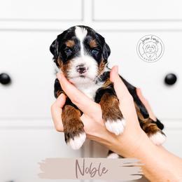 Noble - Tri-color male Bernedoodle puppy in Mahomet, Illinois from Jordan Family Doodles