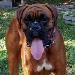 Boxers from Perdigao Boxers
