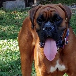 Boxers from Perdigao Boxers