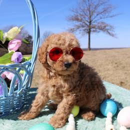 Ronny - Red  male Poodle puppy in Hopkins, Missouri from Mowry Creek Mini Aussiedoodles and More