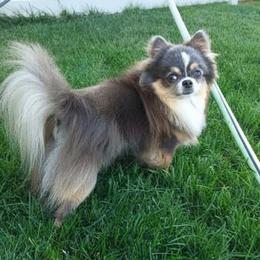 Skittle - Chihuahua