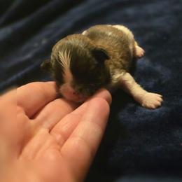 Aaliyah Grace - White and tan female Mal-Shi puppy in Pleasant Hill, Iowa from Courtney Nicole's Mal Shihs & Goldendoodles