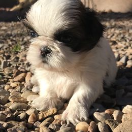 Shih Tzu Puppies from Willow Lane Shih Tzus