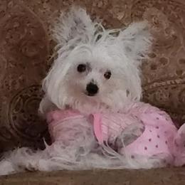 Chihuahua and Chinese Crested Puppies from Western Kentucky Chihuahua’s and Chinese Crested’s