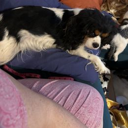 Junie - Cavalier King Charles Spaniel