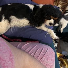Junie - Cavalier King Charles Spaniel