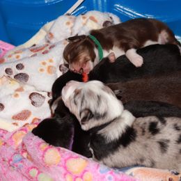 Miniature Australian Shepherd Puppies from Ace’s Mini Aussies