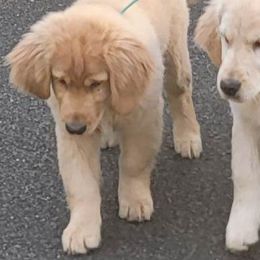 Boy 1 - Golden Retriever puppy in Washington from Green Valley Goldens