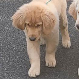 Boy 1 - Golden Retriever puppy in Washington from Green Valley Goldens