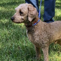 Aussiedoodles and Poodles from BA Doodles & Poodles