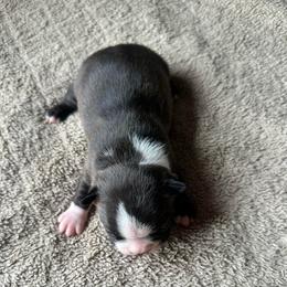 Boy 4 - Black brindle and white male Boston Terrier puppy in Brookville, Ohio from Best Friend Bostons