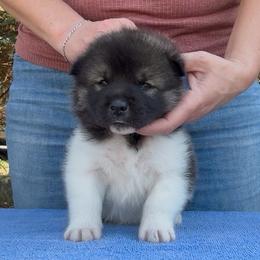 Kira - Girl 3 - Brown female Akita puppy in Coopersburg, Pennsylvania from Main Street Akitas