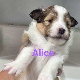 LITTLE Alice - Sable and white female Shetland Sheepdog puppy in Houston, Texas from LaLa's Lilliputian Lassies