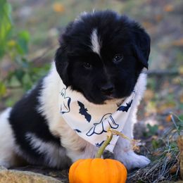 Manticor - White and black male Newfoundland puppy in Madison, Wisconsin from Riddle Family Newfoundland