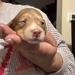 Winter - Cream female Dachshund puppy in Saint Paul, Minnesota from Vibrant Eyes Doxies